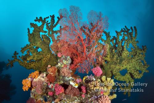 Coral Garden